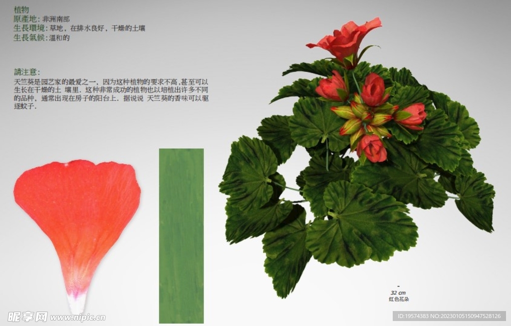  C4D模型  花朵  