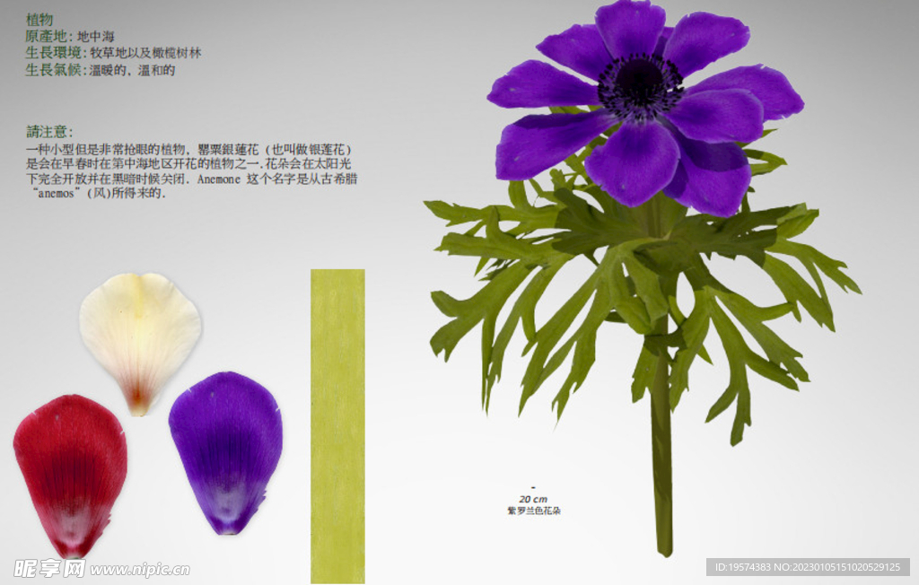  C4D模型  花