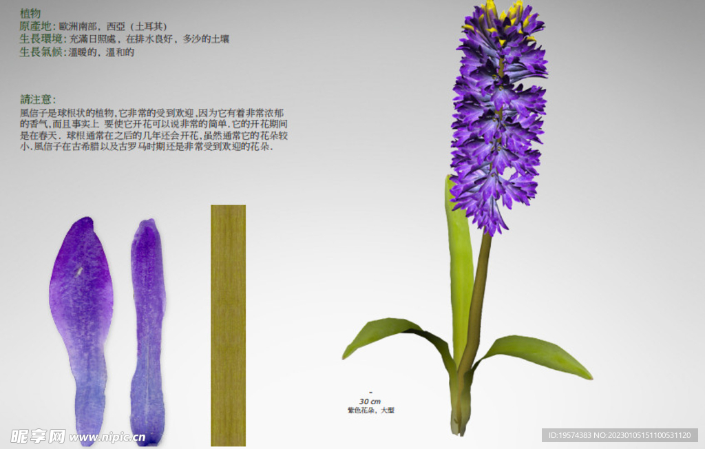 C4D模型 风信子