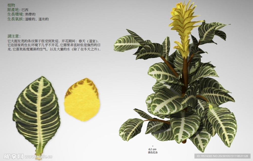 C4D模型 龟背竹