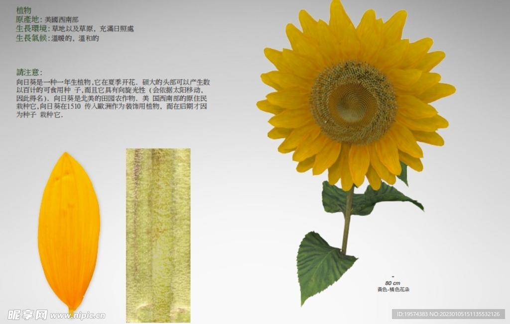 C4D模型向日葵