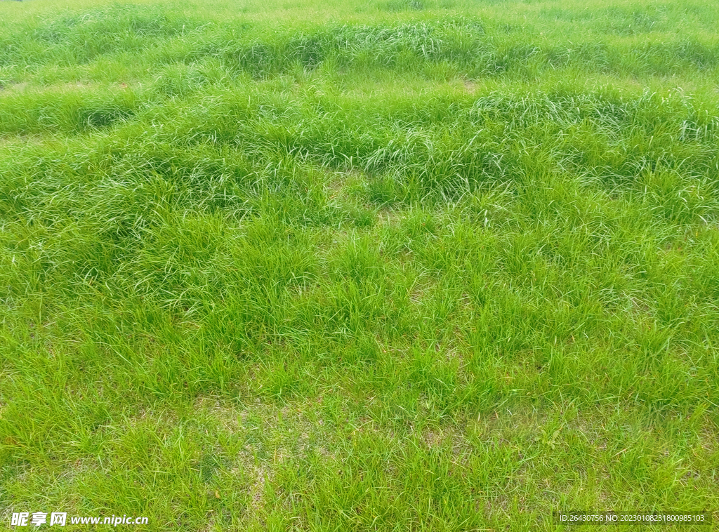绿色草地草皮