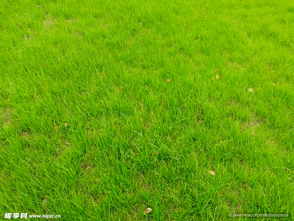 绿草地草皮