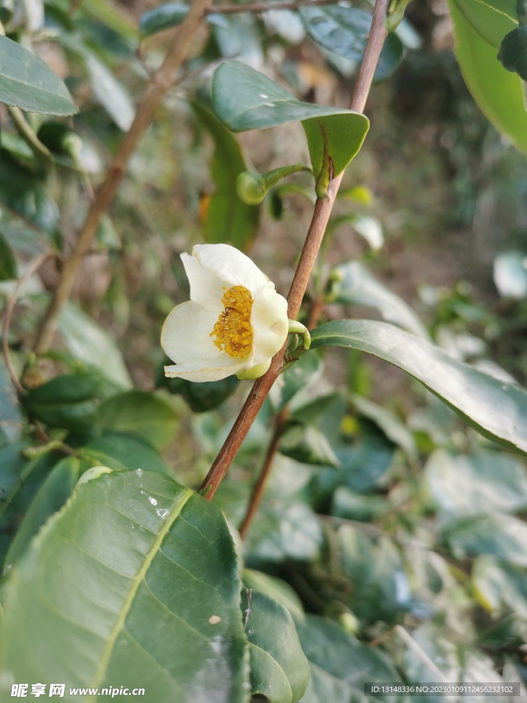 山茶花
