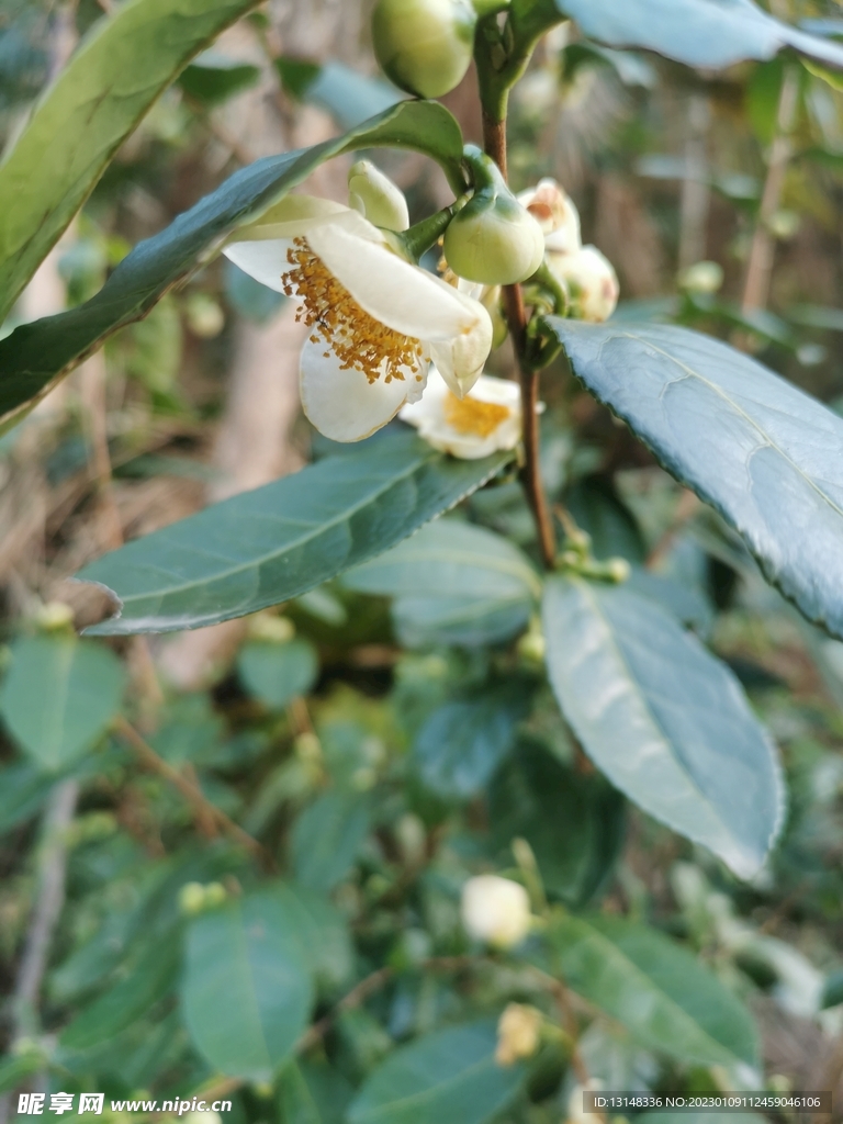 山茶花