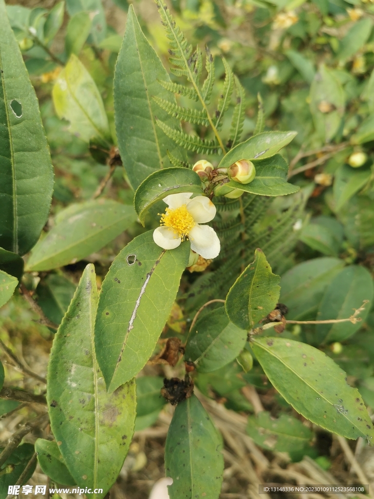 山茶花