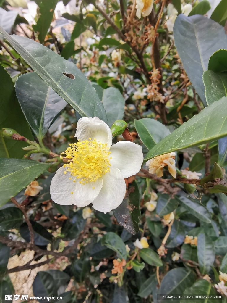 山茶花