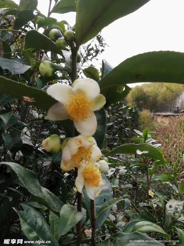 山茶花
