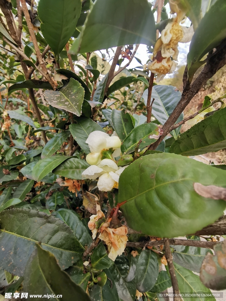 山茶花