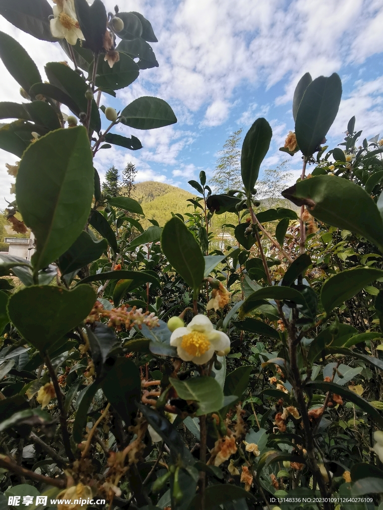 山茶花