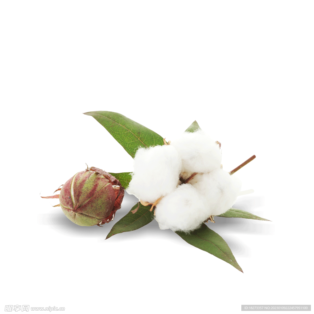 棉花