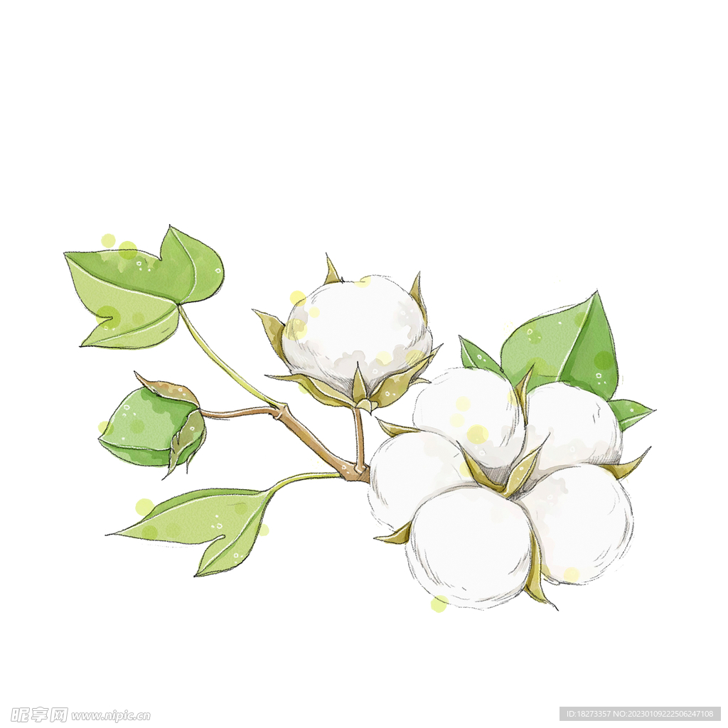 棉花