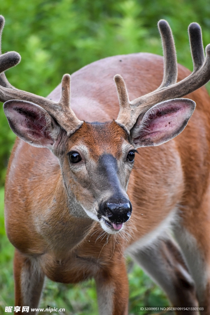 鹿              