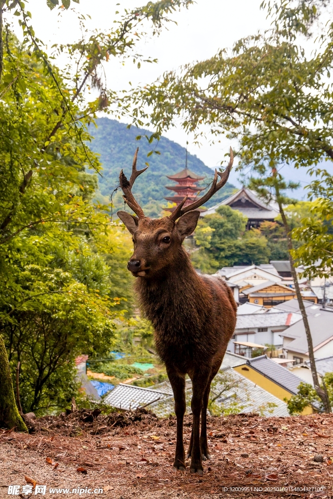 鹿              