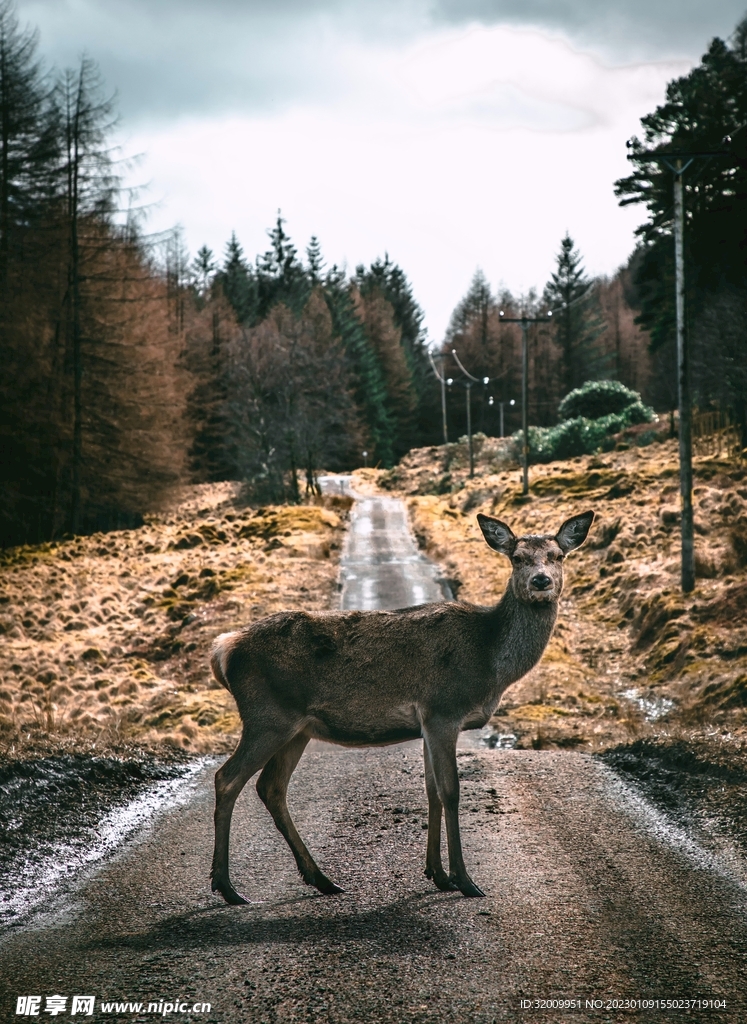 鹿              