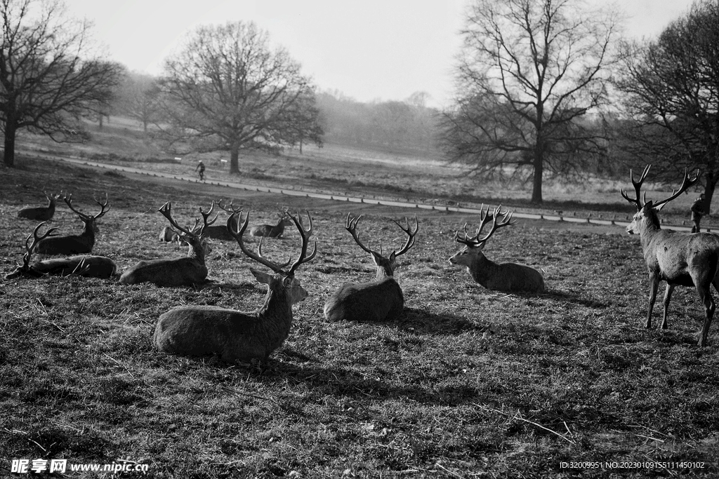 鹿              