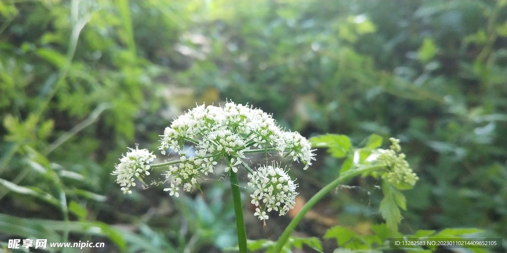 野芹菜花