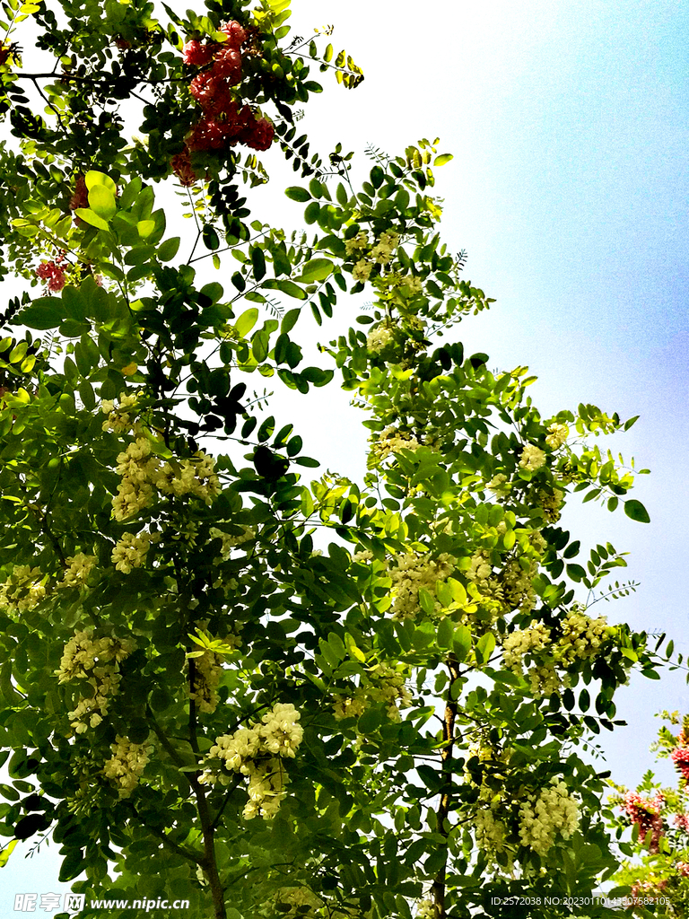 东营孤岛槐树林