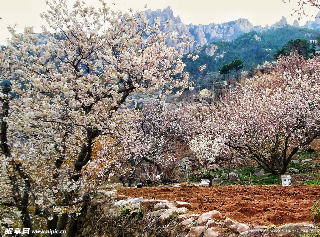青岛崂山樱桃谷