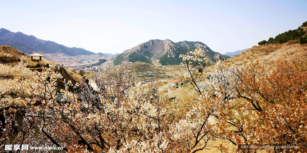 青岛崂山樱桃谷