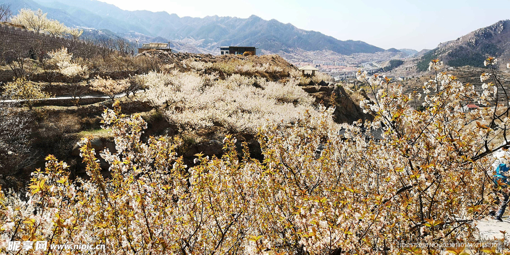 青岛崂山樱桃谷