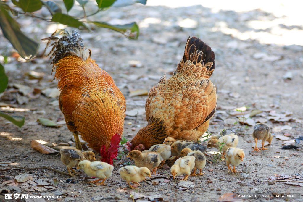 公鸡, 国内, 家庭的