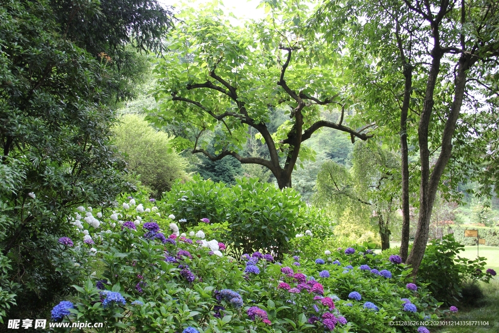 夏季花草摄影