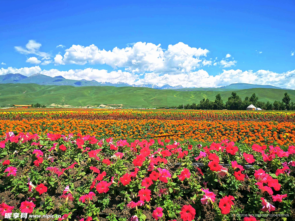 乌鲁木齐南山花海