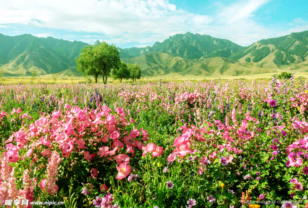 乌鲁木齐南山花海