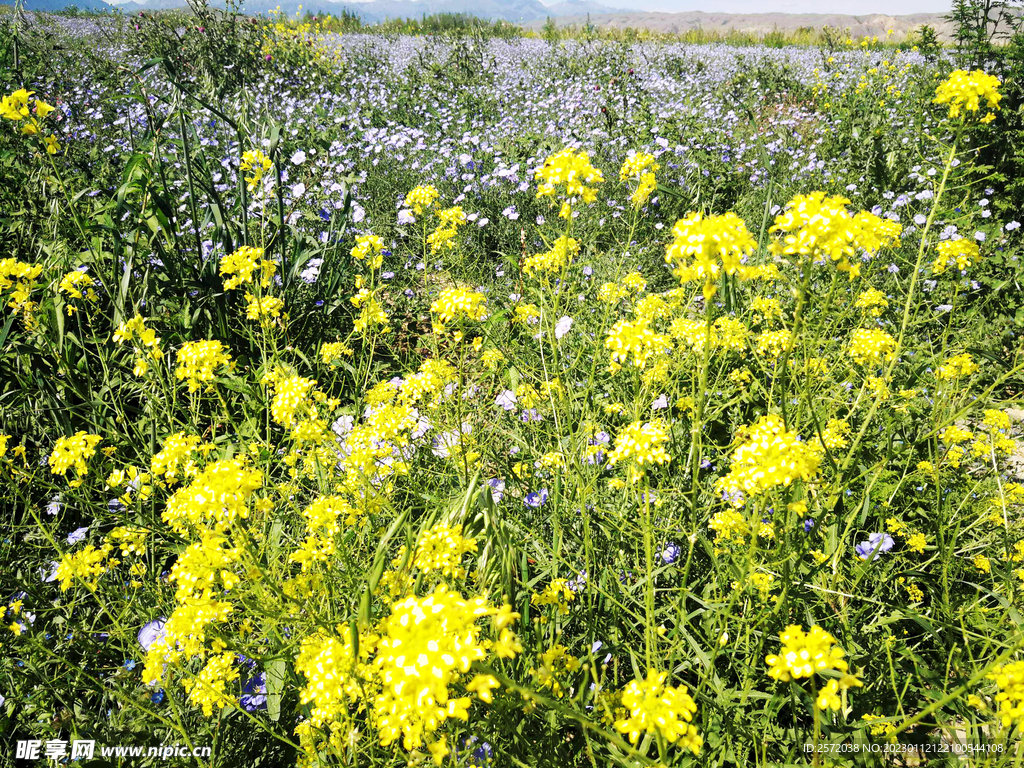 乌鲁木齐南山花海