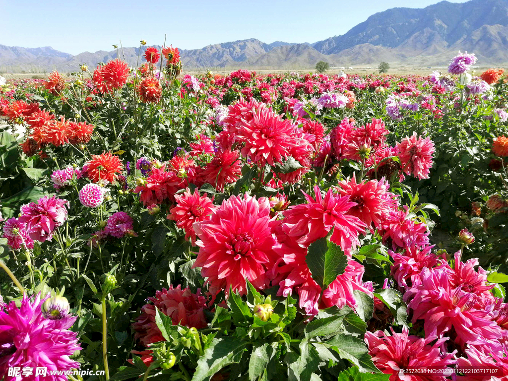乌鲁木齐南山花海