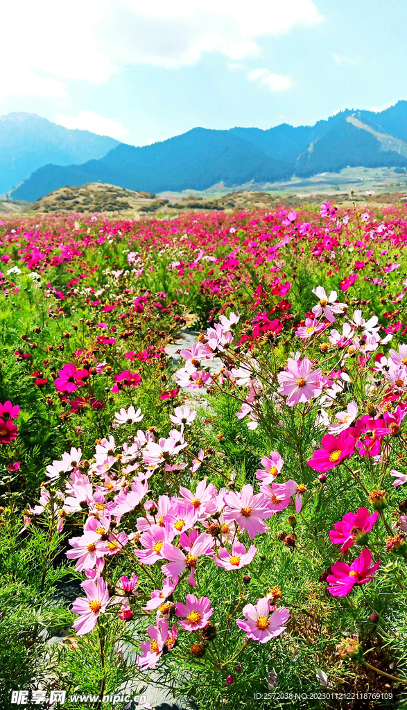 乌鲁木齐南山花海
