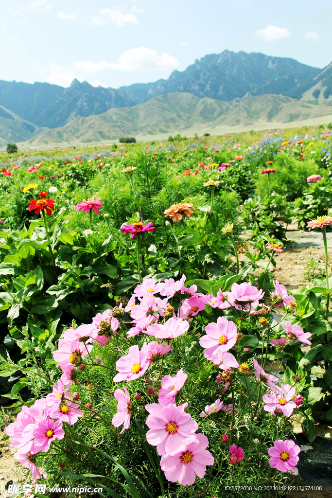 乌鲁木齐南山花海