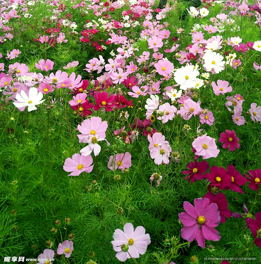 乌鲁木齐南山花海