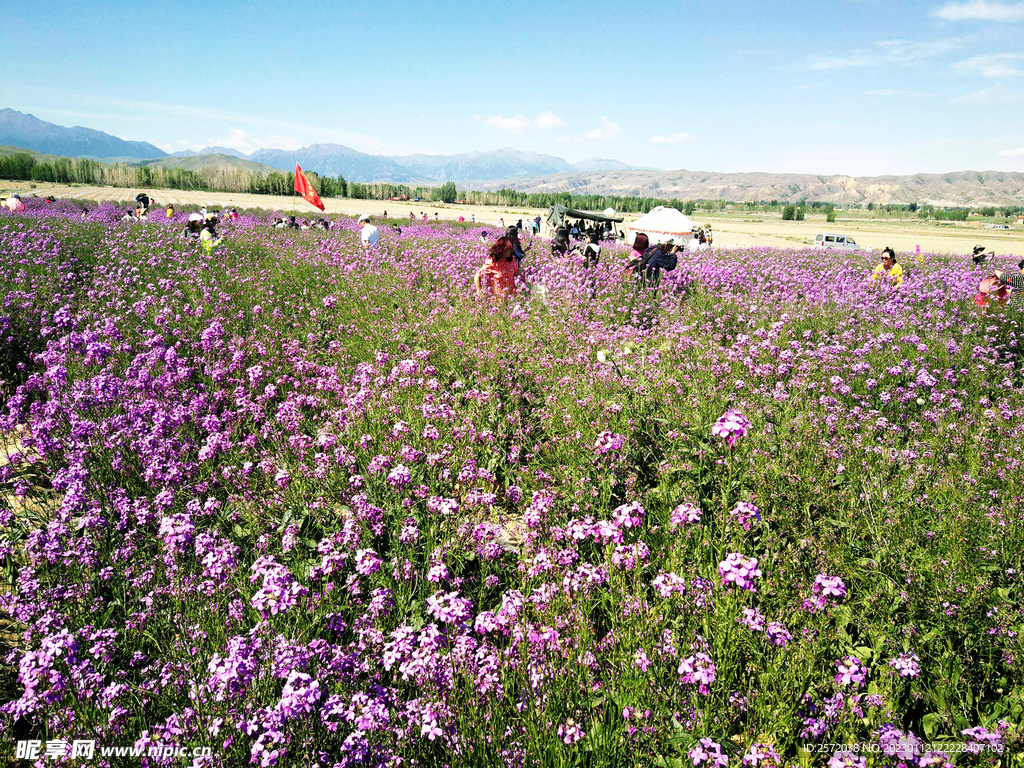 乌鲁木齐南山花海