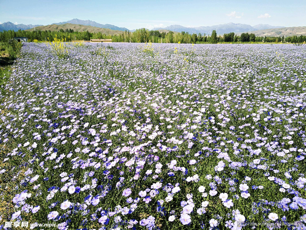 乌鲁木齐南山花海