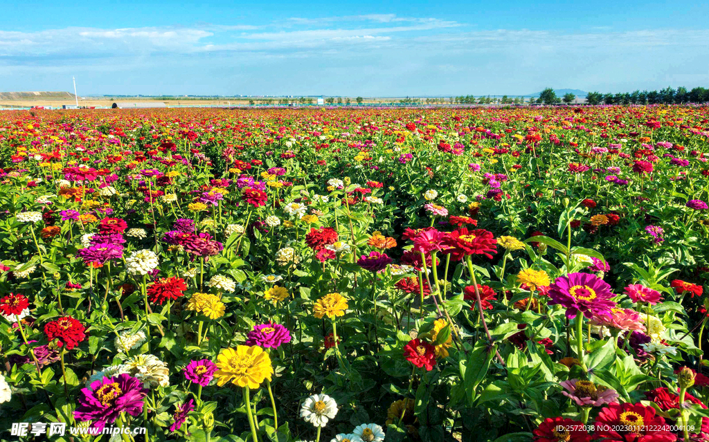 乌鲁木齐南山花海
