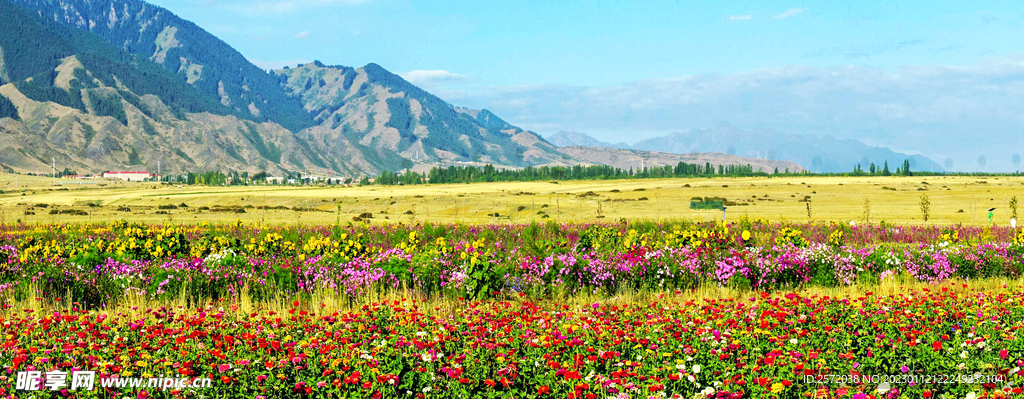 乌鲁木齐南山花海