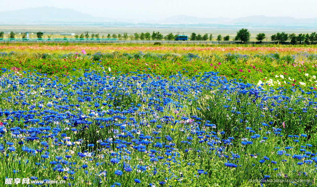 乌鲁木齐南山花海