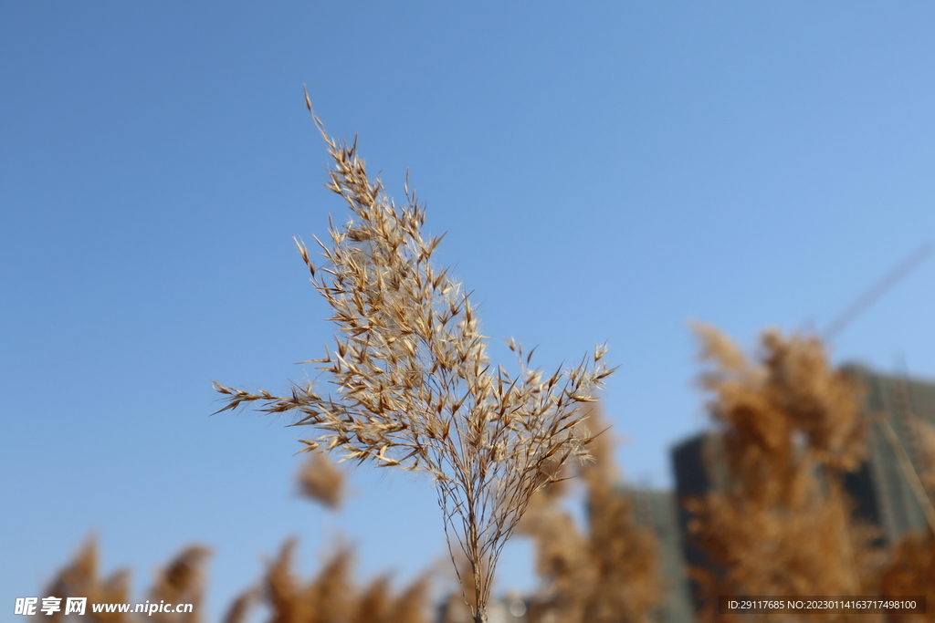芦苇图片