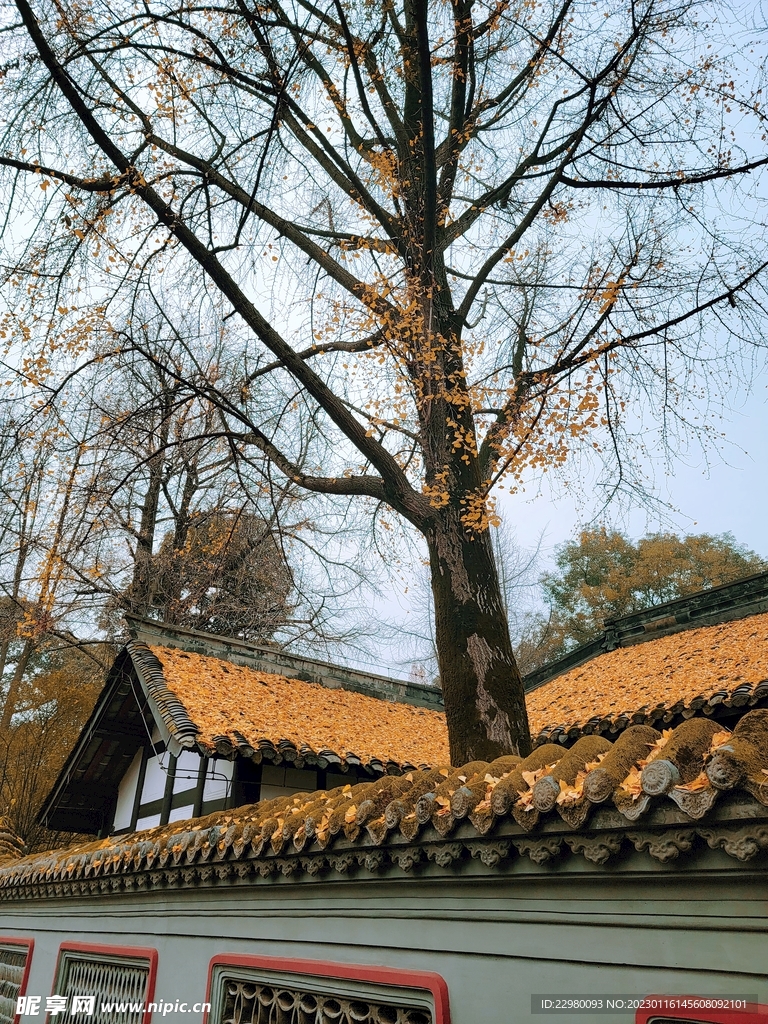 罨画池秋冬景