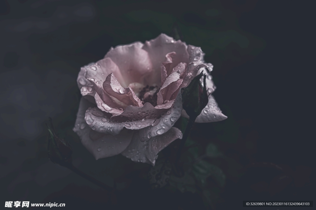 月季花