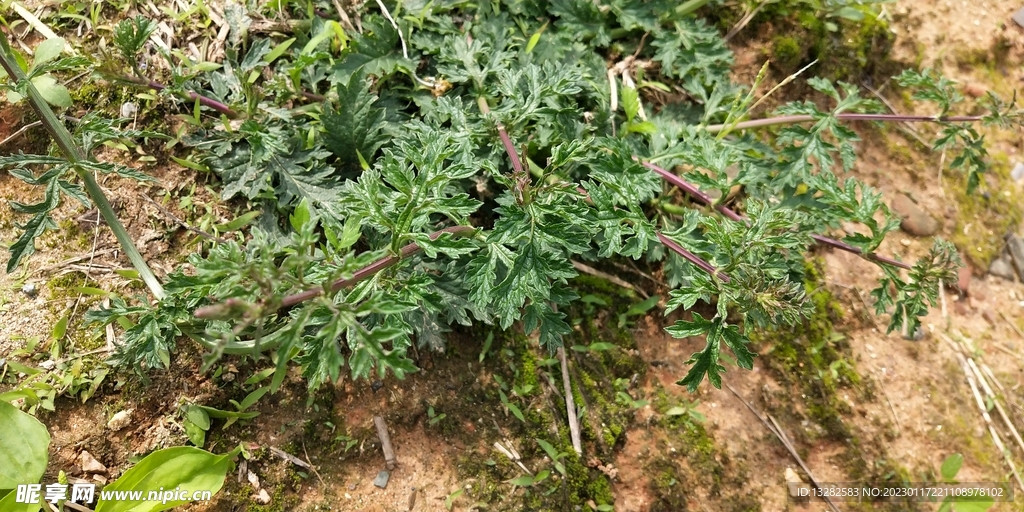 马鞭草
