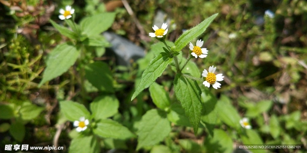 牛膝菊