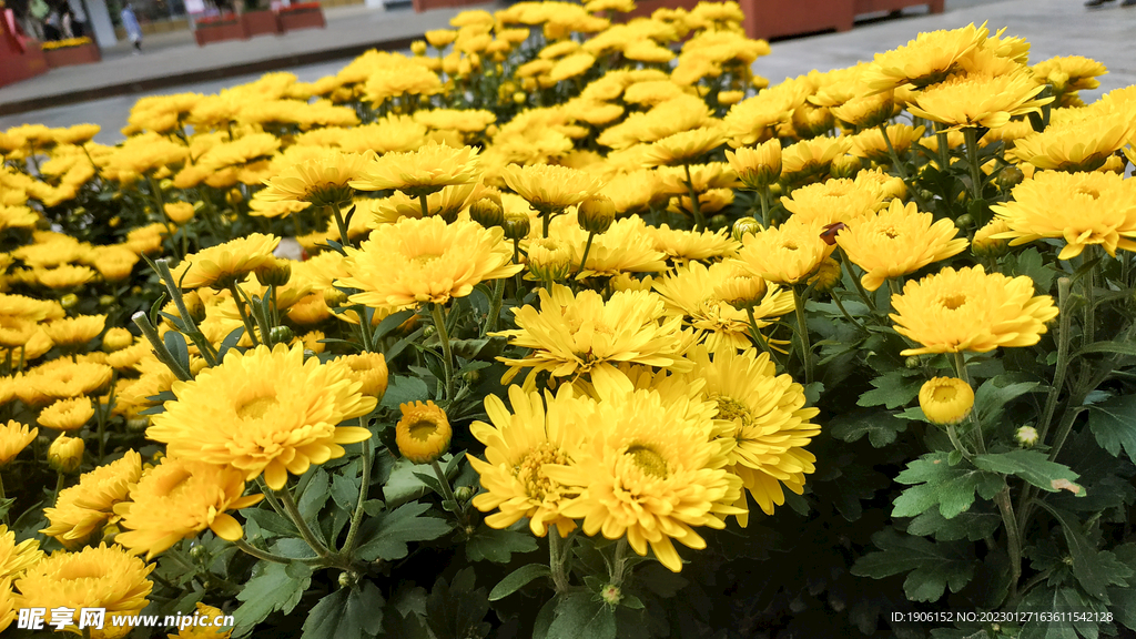 菊花