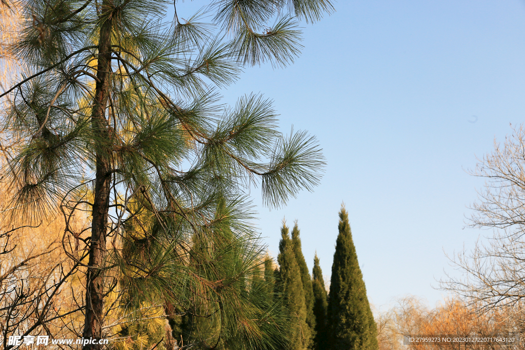 湿地松枝叶特写