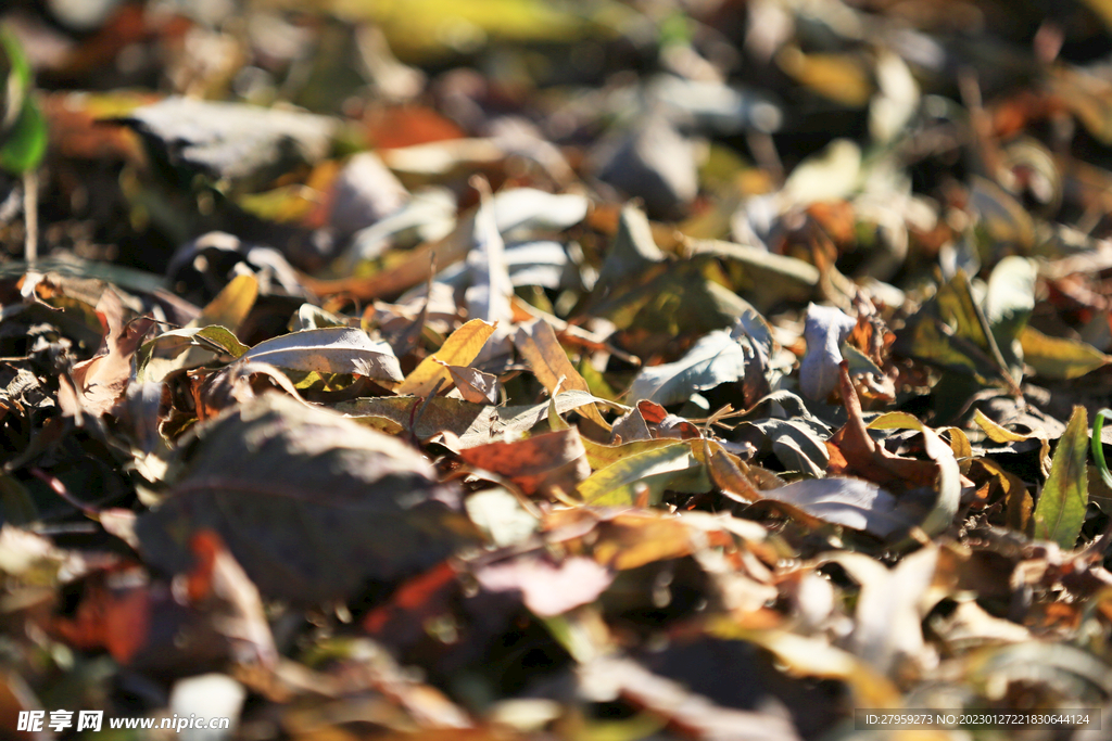 落叶背景