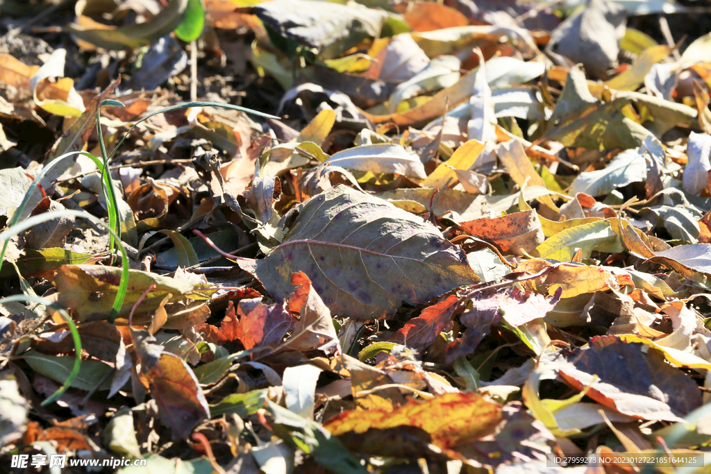 落叶特写