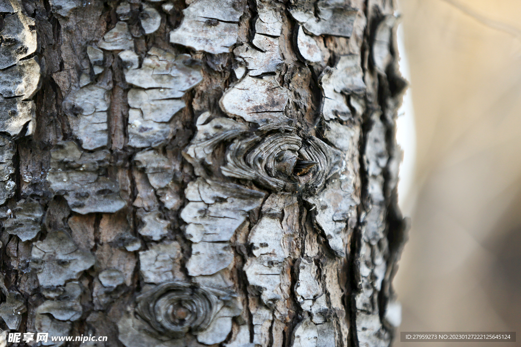 树皮纹理背景