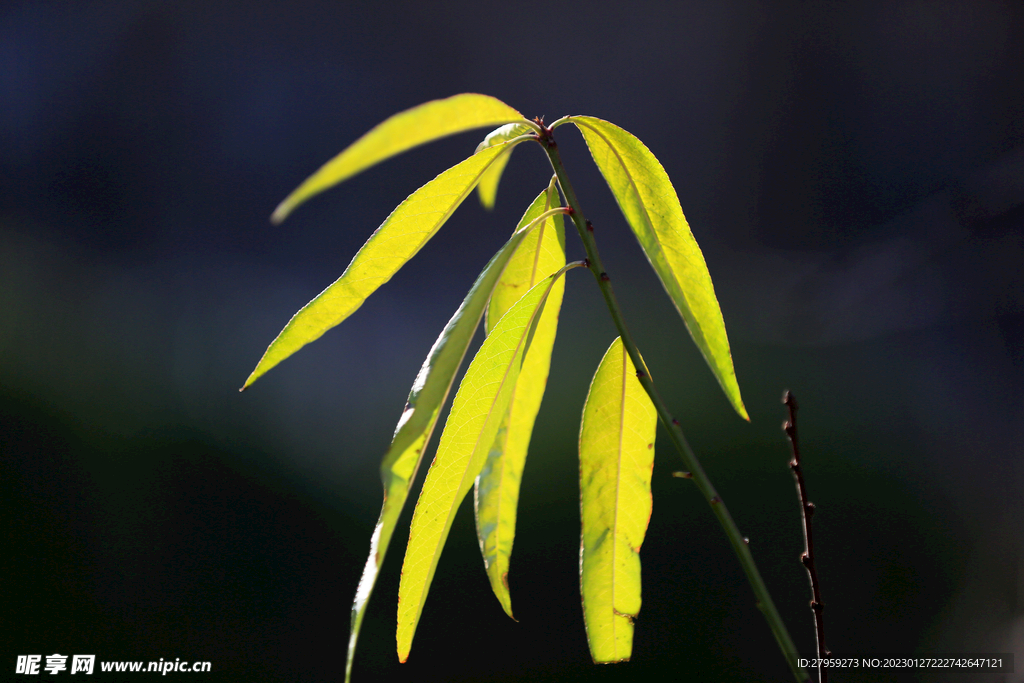 光影柳叶